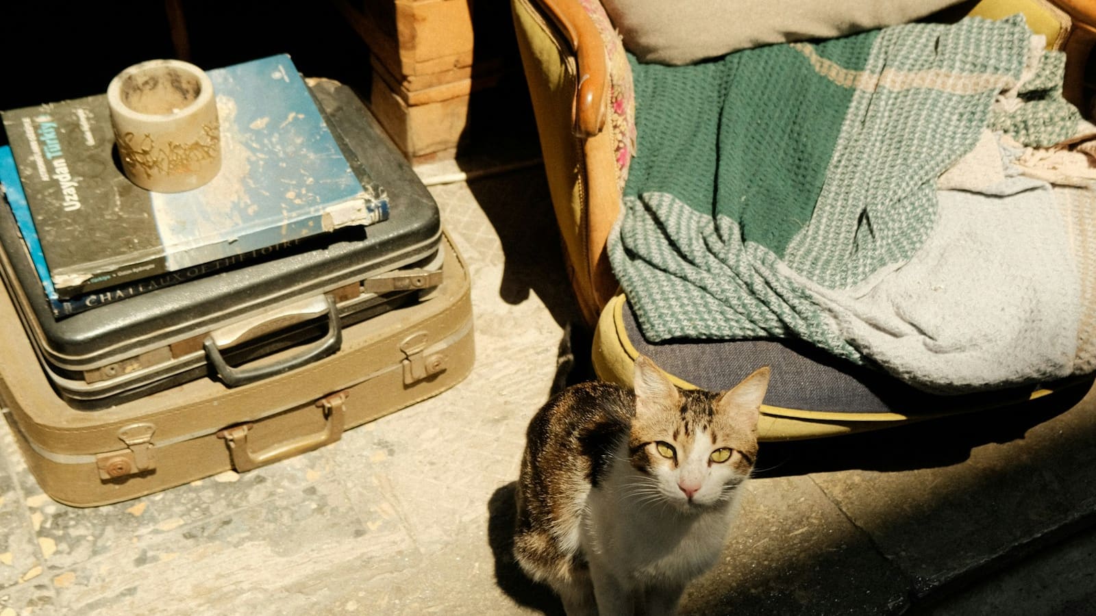 Hôtel, camping ou gîte : où dormir avec un chien et un chat ?