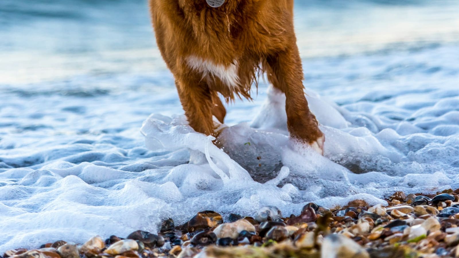 Plages qui acceptent les chiens en France : le guide (et comment les trouver)