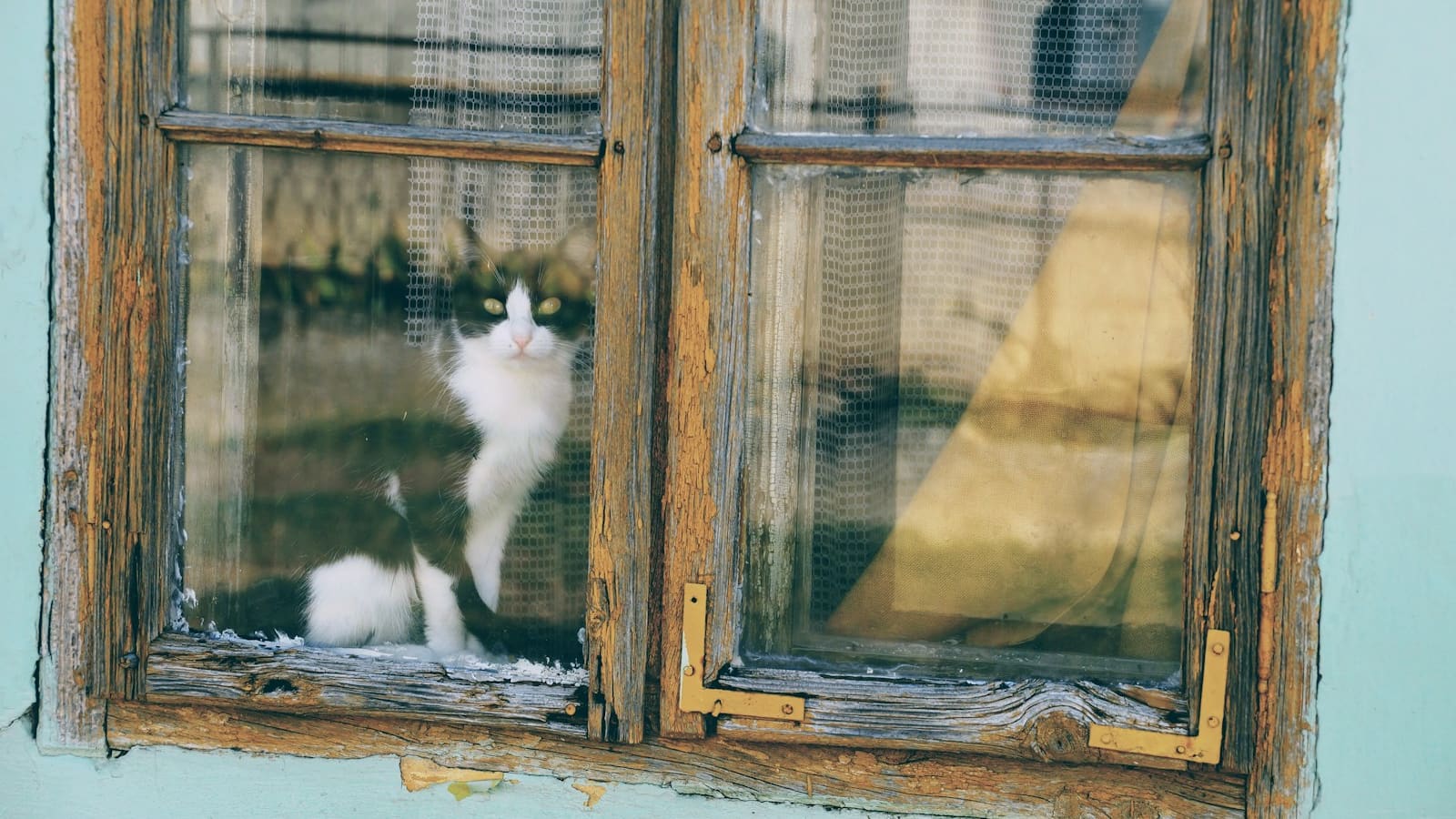 Supplément et caution animaux en location : à quoi s'attendre