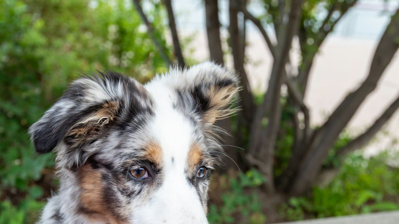 Hébergement qui accepte les animaux : la checklist pour vérifier que c'est vraiment adapté (chien ET chat)