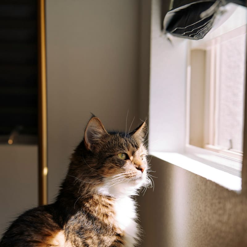 Chat serein au soleil, à la fenêtre