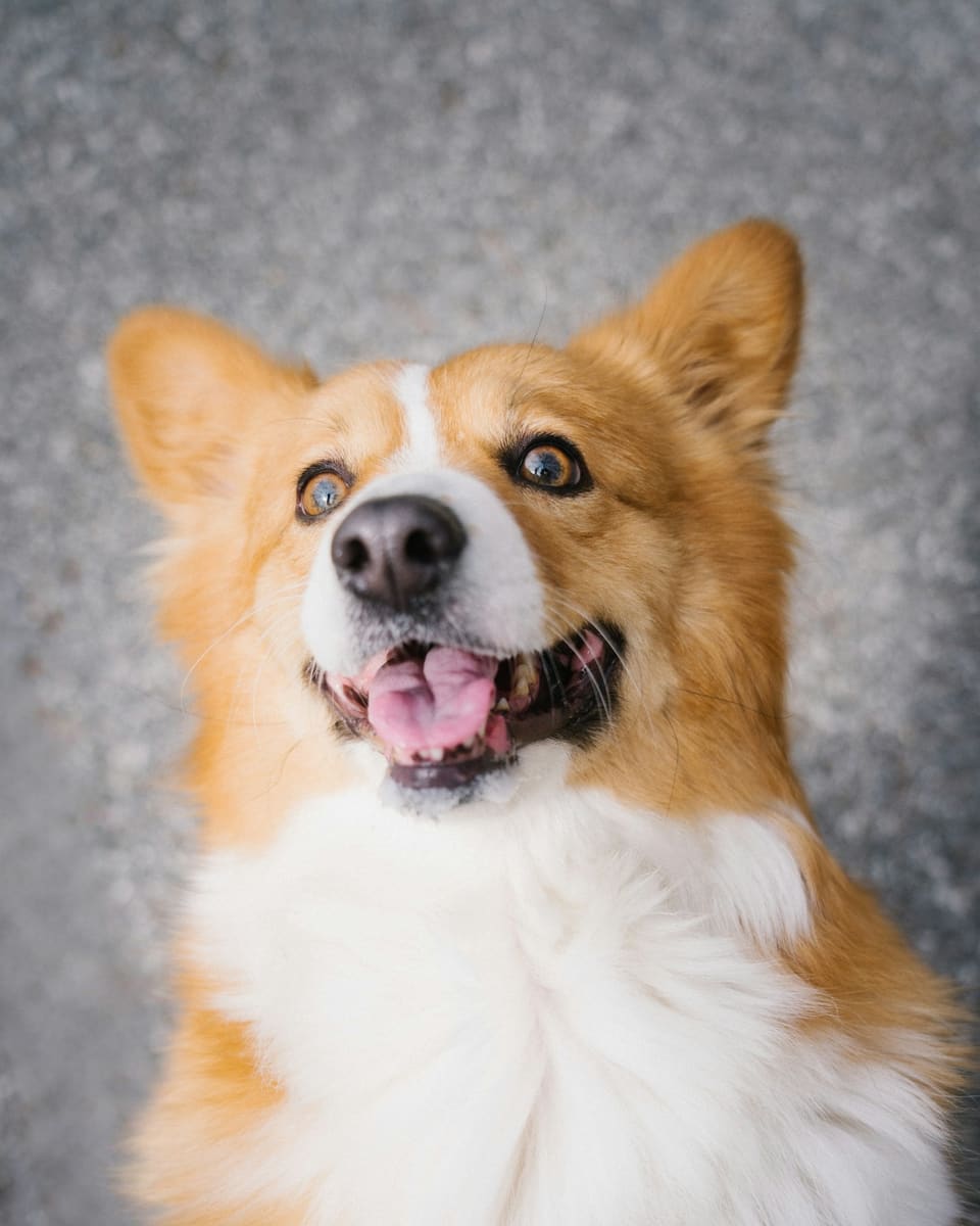 Chien joyeux, prêt à partir en vacances